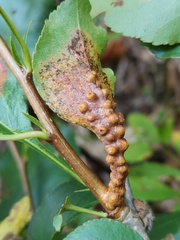 Gymnosporangium sabinae