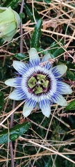 Passiflora