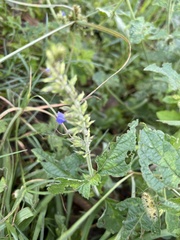 Salvia longispicata