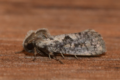 Acrolophus popeanella