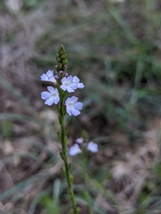 Vervain (Verbena officinalis)