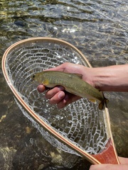 Salvelinus confluentus