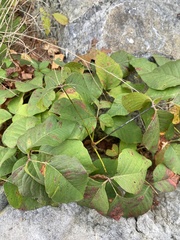 Toxicodendron rydbergii