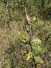 Asclepias viridiflora
