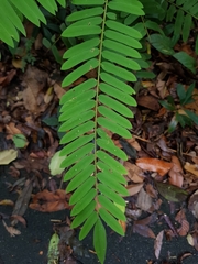 Cnestis palala