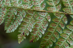 Polystichum braunii