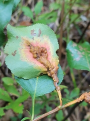 Gymnosporangium sabinae