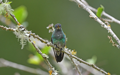 Saucerottia cyanifrons