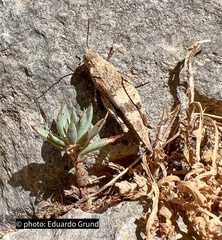 Oedipoda caerulescens