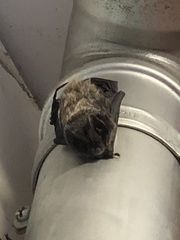 Barbastella barbastellus