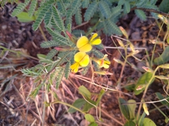 Chamaecrista mimosoides