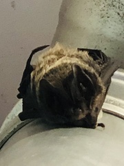 Barbastella barbastellus