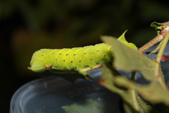 Paonias excaecata