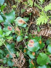 Gymnosporangium sabinae