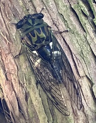 Neotibicen latifasciatus