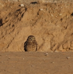 Athene cunicularia hypugaea
