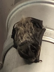 Barbastella barbastellus