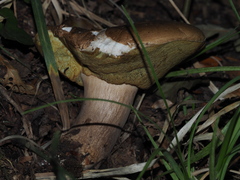 Neoboletus erythropus