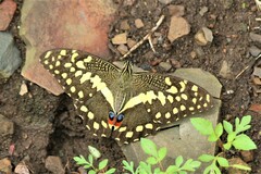 Papilio demodocus demodocus