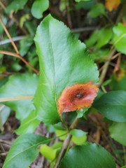 Gymnosporangium sabinae