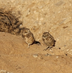 Athene cunicularia hypugaea
