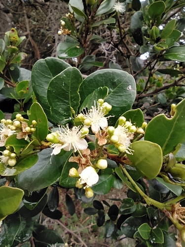 Myrcianthes alaternifolia