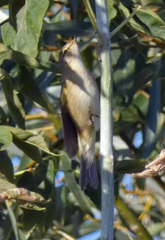 Phylloscopus collybita