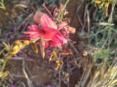Indigofera hedyantha