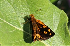 Metisella metis