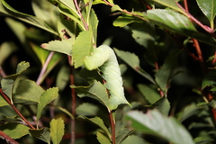 Paonias excaecata