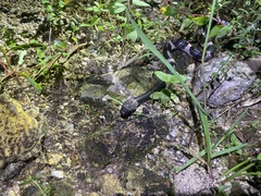 Lycodon futsingensis