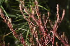 Corispermum hyssopifolium