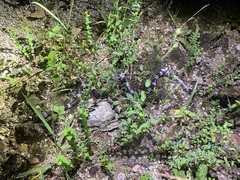 Lycodon futsingensis