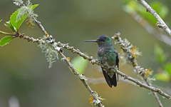 Saucerottia cyanifrons