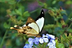 Papilio dardanus