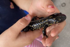 Ambystoma tigrinum