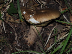 Neoboletus erythropus