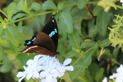Papilio nireus