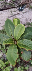 Terminalia catappa