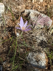 Colchicum longifolium