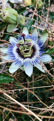 Passiflora