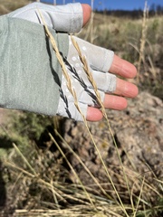 Elymus smithii