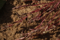 Corispermum hyssopifolium