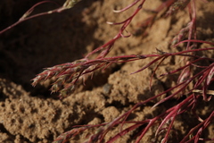 Corispermum hyssopifolium