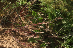 Corispermum hyssopifolium