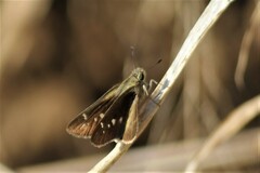 Torbenlarsenia gemella