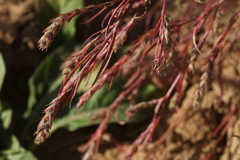 Corispermum hyssopifolium