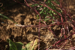 Corispermum hyssopifolium