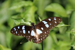Graphium leonidas