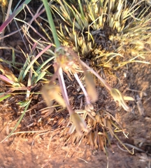 Kohautia amatymbica